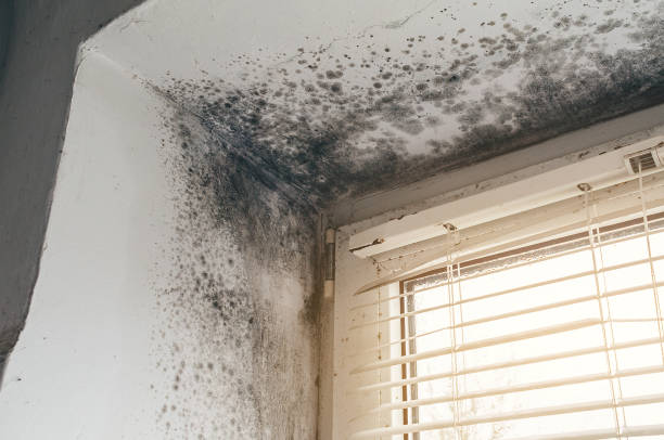 Affordable Basement Mold Removal solutions in Marion, NC